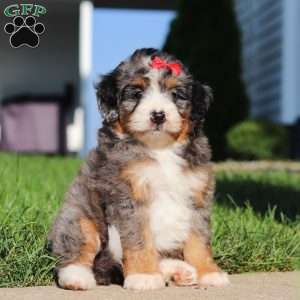 Fern, Mini Bernedoodle Puppy